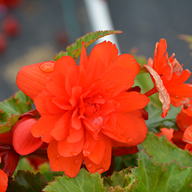 Plant Photo 6