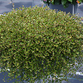 Plant Photo 10