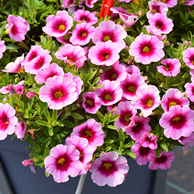 Plant Photo 3