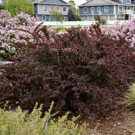 Plant Photo 9