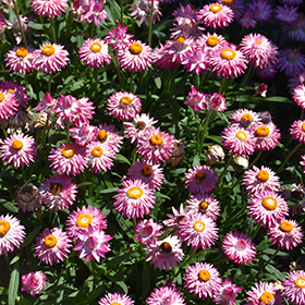 Plant Photo 5
