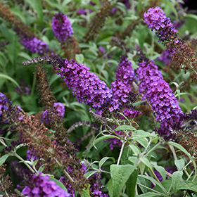 Plant Photo 1