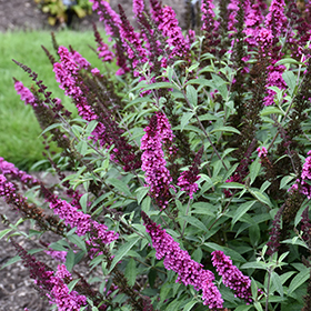 Plant Photo 8