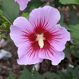 Hibiscus syriacus 'Pink Chiffon' plants
