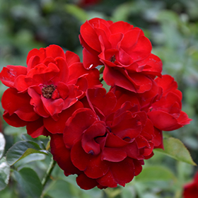 Plant Photo 9