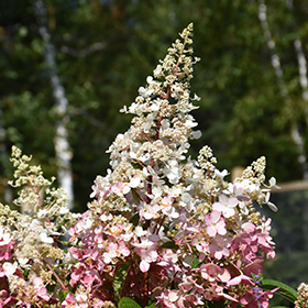 Plant Photo 9