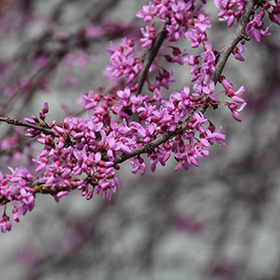 Plant Photo 5
