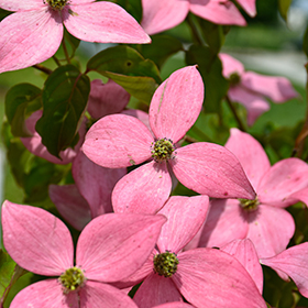 Plant Photo 5