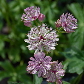 Plant Photo 2