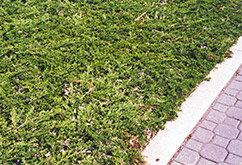 Prince of Wales Juniper (Juniperus horizontalis 'Prince of Wales') at Lurvey Garden Center