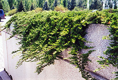 Prince of Wales Juniper (Juniperus horizontalis 'Prince of Wales') at Make It Green Garden Centre