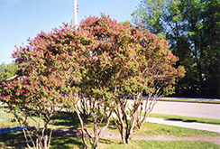 Arnold Red Tatarian Honeysuckle (Lonicera tatarica 'Arnold Red') at Make It Green Garden Centre