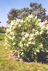 Primrose Lilac (Syringa vulgaris 'Primrose') at Make It Green Garden Centre