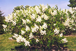 Mount Baker Lilac (Syringa x hyacinthiflora 'Mount Baker') at Make It Green Garden Centre