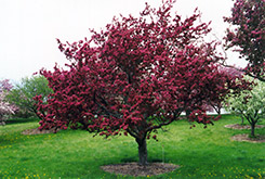 Profusion Flowering Crab (Malus 'Profusion') at Lurvey Garden Center