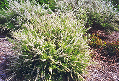 Dwarf Garland Spirea (Spiraea x arguta 'Compacta') at Make It Green Garden Centre