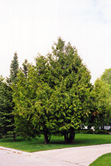 Arborvitae (Thuja occidentalis) at Make It Green Garden Centre