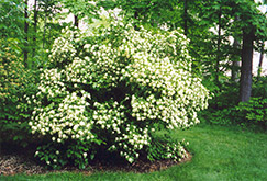 Arrowwood (Viburnum dentatum) at Lurvey Garden Center