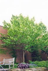 Yellow Birch (Betula allegheniensis) at Lurvey Garden Center