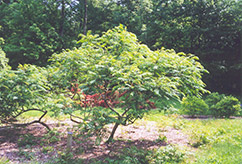 Cutleaf Smooth Sumac (Rhus glabra 'Laciniata') at Make It Green Garden Centre