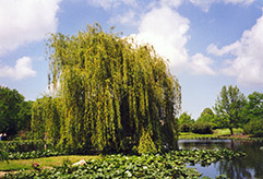 Golden Weeping Willow (Salix alba 'Tristis') at Lurvey Garden Center