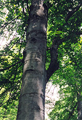 American Beech (Fagus grandifolia) at Lurvey Garden Center