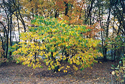 Northern Strain Redbud (Cercis canadensis 'Northern Strain') at Lurvey Garden Center