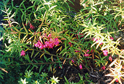 Dwarf Turkestan Burning Bush (Euonymus nanus 'Turkestanicus') at Make It Green Garden Centre