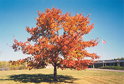 Red Oak (Quercus rubra) at Lurvey Garden Center