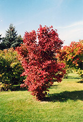 Onondaga Viburnum (Viburnum sargentii 'Onondaga') at Lurvey Garden Center