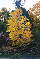 Katsura Tree (Cercidiphyllum japonicum) at Make It Green Garden Centre