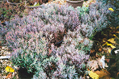 Blue Ice Bog Rosemary (Andromeda polifolia 'Blue Ice') at Make It Green Garden Centre