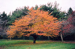 Cockspur Hawthorn (Crataegus crus-galli) at Make It Green Garden Centre