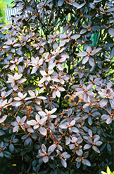P.J.M. Elite Rhododendron (Rhododendron 'P.J.M. Elite') at Make It Green Garden Centre