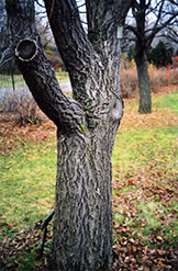 Amur Cork Tree (Phellodendron amurense) at Lurvey Garden Center