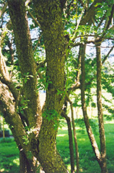 Fiveleaf Aralia (Acanthopanax sieboldianus) at Lurvey Garden Center