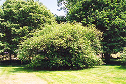 American Hazelnut (Corylus americana) at Lurvey Garden Center