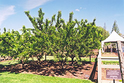Mount Royal Plum (Prunus 'Mount Royal') at Make It Green Garden Centre