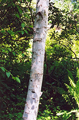 Whitespire Birch (Betula populifolia 'Whitespire') at Lurvey Garden Center