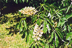 Yellow Buckeye (Aesculus flava) at Lurvey Garden Center