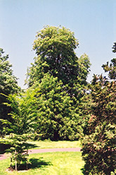 Yellow Buckeye (Aesculus flava) at Lurvey Garden Center