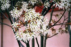 Ballerina Serviceberry (Amelanchier x grandiflora 'Ballerina') at Make It Green Garden Centre