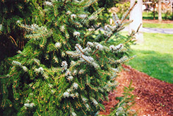 Serbian Spruce (Picea omorika) at Lurvey Garden Center