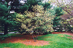 Ballerina Serviceberry (Amelanchier x grandiflora 'Ballerina') at Lurvey Garden Center