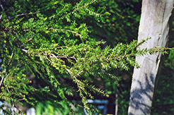 Canadian Hemlock (Tsuga canadensis) at Lurvey Garden Center