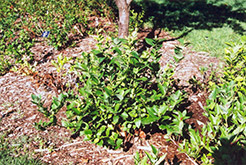 Polaris Blueberry (Vaccinium 'Polaris') at Make It Green Garden Centre