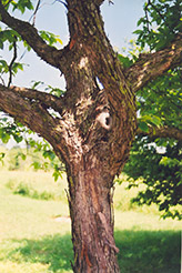 Hop Hornbeam (Ostrya virginiana) at Make It Green Garden Centre