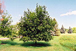 Hop Hornbeam (Ostrya virginiana) at Make It Green Garden Centre