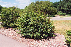 Bailey Compact Amur Maple (Acer ginnala 'Bailey Compact') at Make It Green Garden Centre