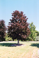 Royal Red Norway Maple (Acer platanoides 'Royal Red') at Lurvey Garden Center